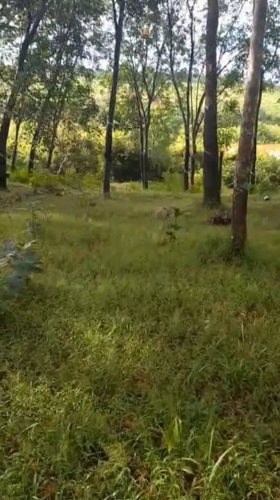 Đất nền Phước Tân, Phú Riềng 1ha - Sổ đỏ chính chủ, View hồ Thác Mơ!