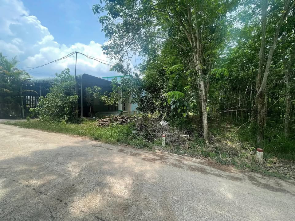 Đất Vườn 4100m² Mặt Tiền Đường Phước Vĩnh, Phú Giáo - Tặng Nhà Cấp 4