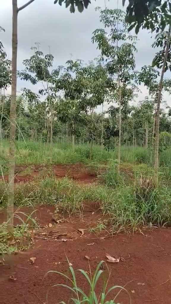 Đất vườn Tân Lợi Đồng Phú 7000m² - Đầu tư dài hạn!