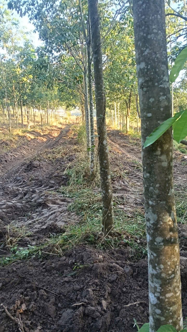 Bán 1ha Đất Vườn Bình Phước - Sổ Đỏ Sẵn Sàng