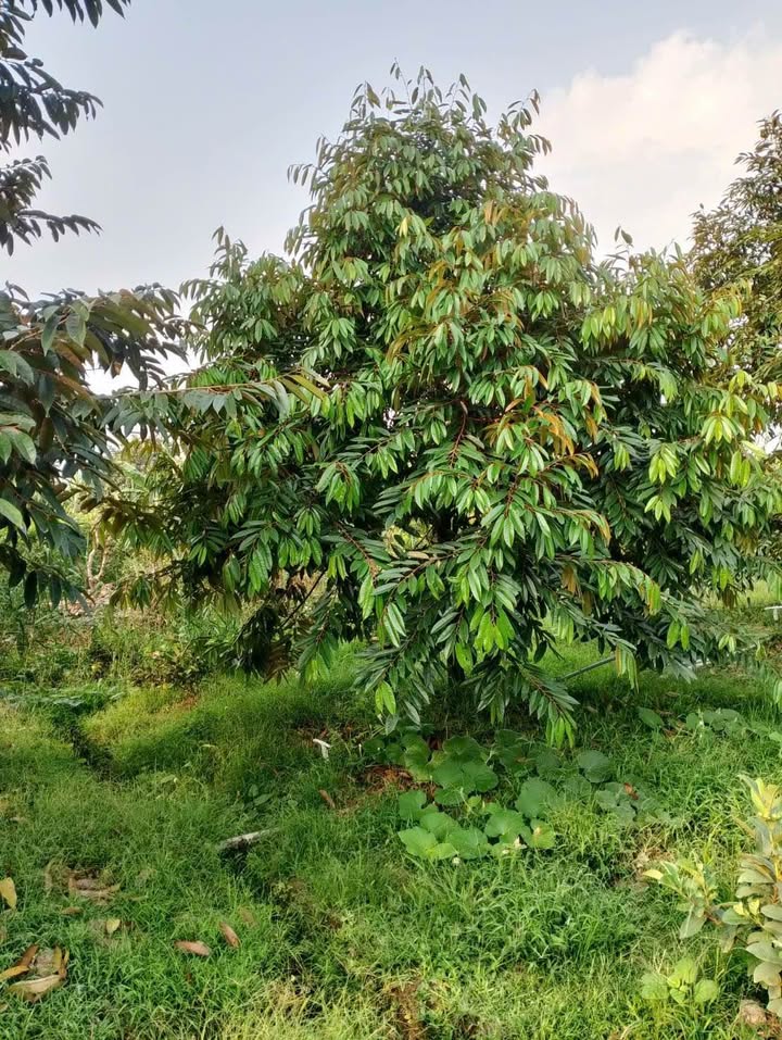 Đất vườn Musang King Thanh Mỹ, Tháp Mười - 400 triệu, đầu tư dài hạn!