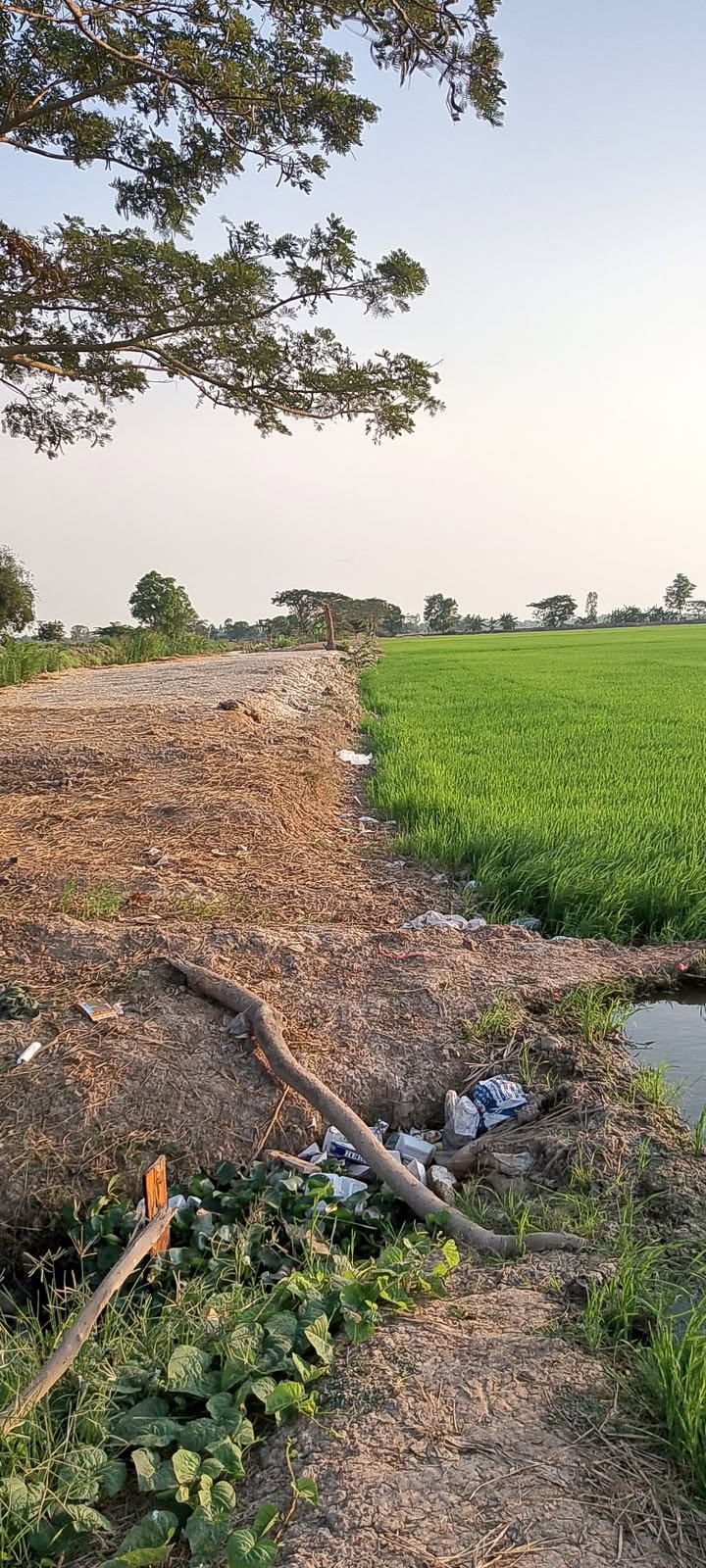 Bán Đất Ruộng 22.500m² Sóc Trăng - 3 Vụ/Năm, Chủ Động Nước