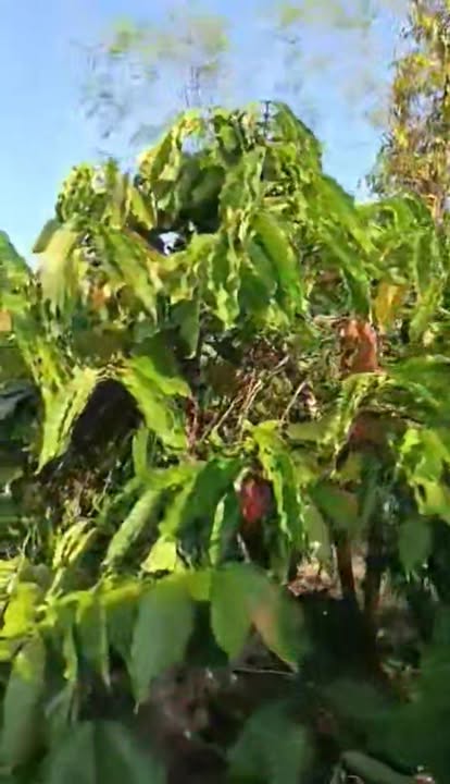 Bán Đất Farm 10.000m² Làng Dúng Rơ, Mang Yang - Sổ Đỏ Chính Chủ