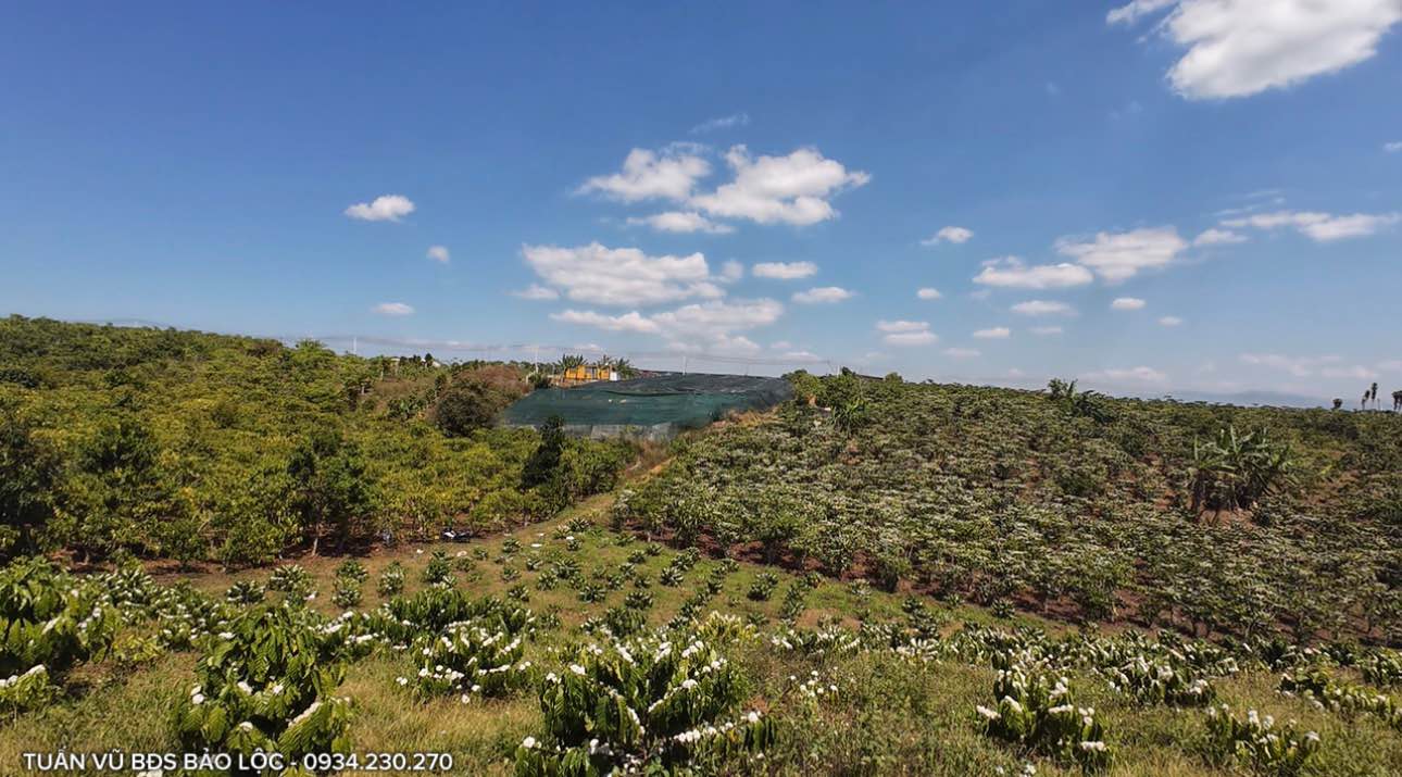 Bán Gấp Đất Vườn 5700m² Bảo Lộc - 3.7 Tỷ - Sổ Đỏ Chính Chủ