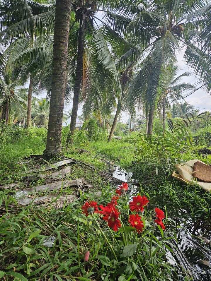 Đất nền Tân Mỹ Chánh, TP Mỹ Tho 191m² - Tiềm năng tăng giá vượt trội!