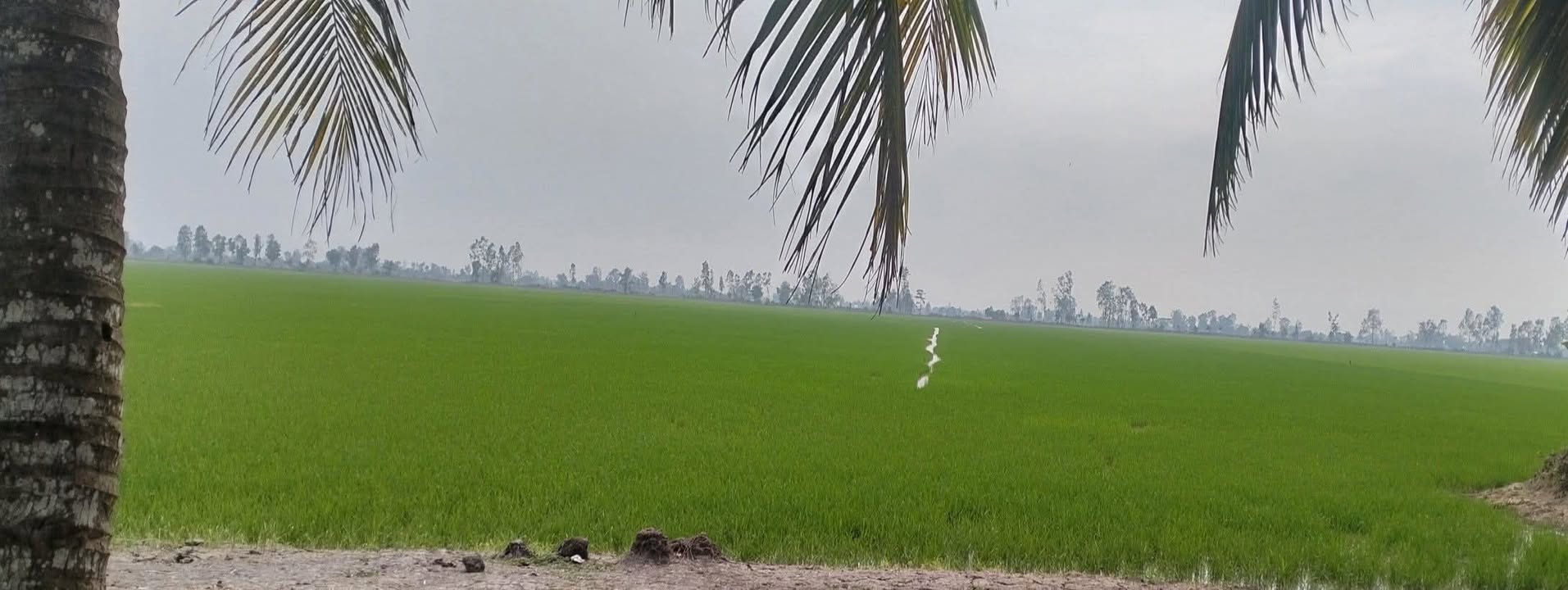 Đất vườn Tân Hiệp Kiên Giang 14.000m² giá 1.75 tỷ - Đầu tư dài hạn