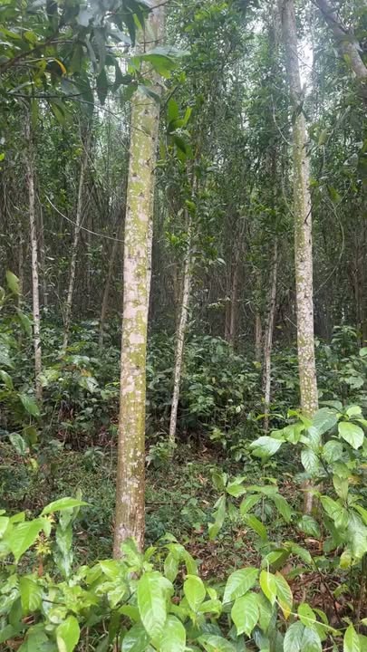 Đất trang trại Nghĩa Đàn 8.6ha - Sổ hồng rõ ràng, đầu tư dài hạn!