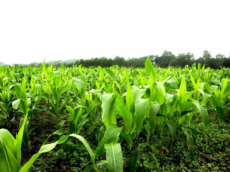 Đất Nền Cẩm Kim Hội An 300m² - Giá Đầu Tư 2xx Triệu