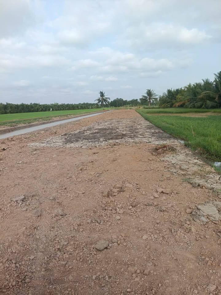 Đất vườn Tân Xuân Ba Tri 1.4 mẫu giá 3.5 tỷ - Đầu tư dài hạn!