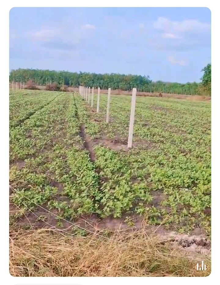 Bán đất Cầu Khởi Dương Minh Châu 1000m² 300 triệu - Sổ đỏ chính chủ