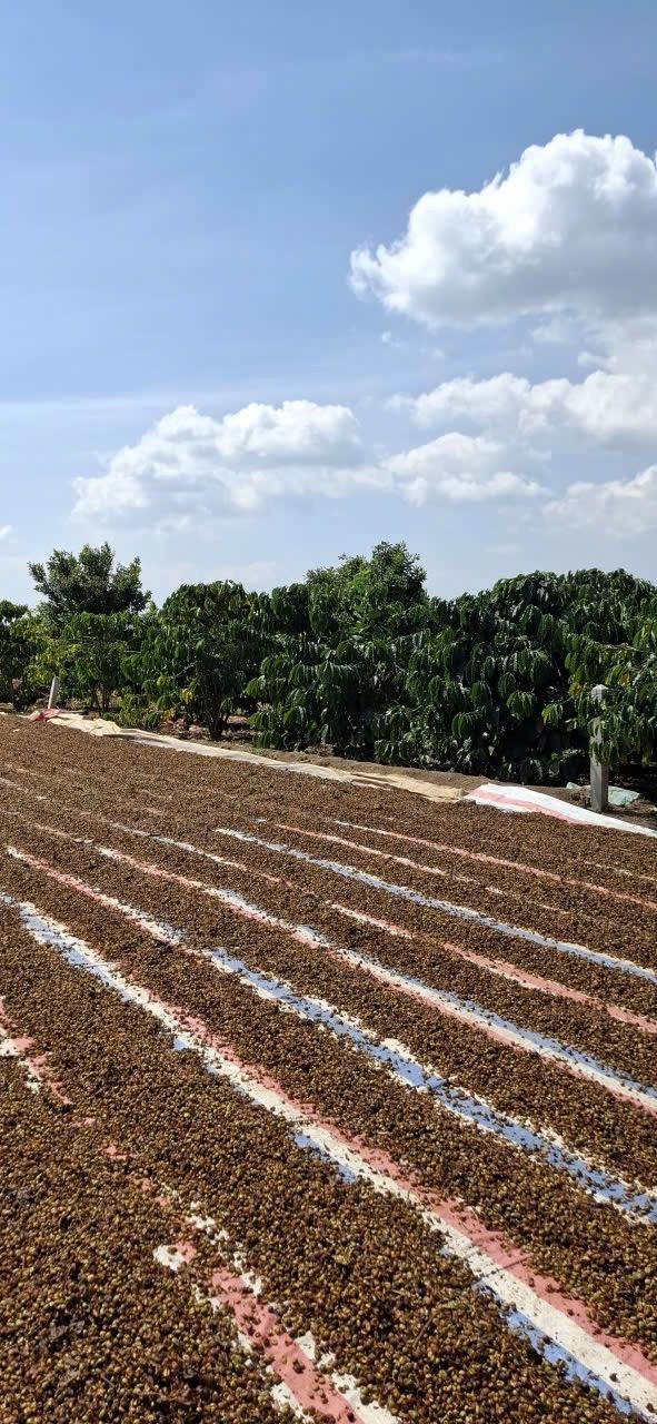 Đất Vườn Lâm Hà 5400m² - Sổ Đỏ Riêng - Giá Đầu Tư 930 Triệu