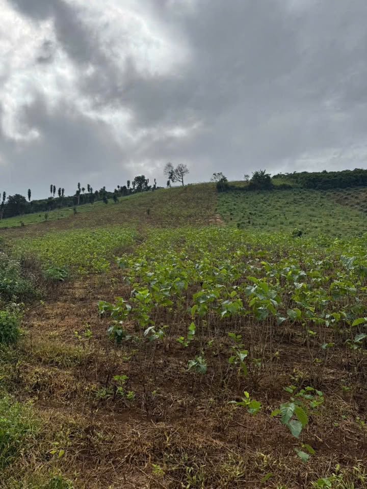 Đất nền Hẻm Âu Cơ P.2 Bảo Lộc 1800m² giá 1.03 tỷ - Tiềm năng tăng giá!