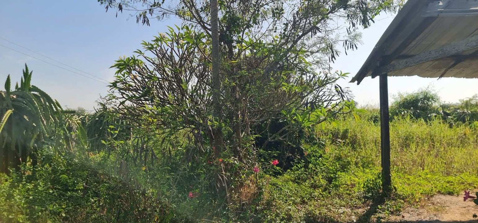 Đất nền Hàm Thuận Bắc 1080m² - Sổ đỏ thổ cư, ô tô vào tận nơi