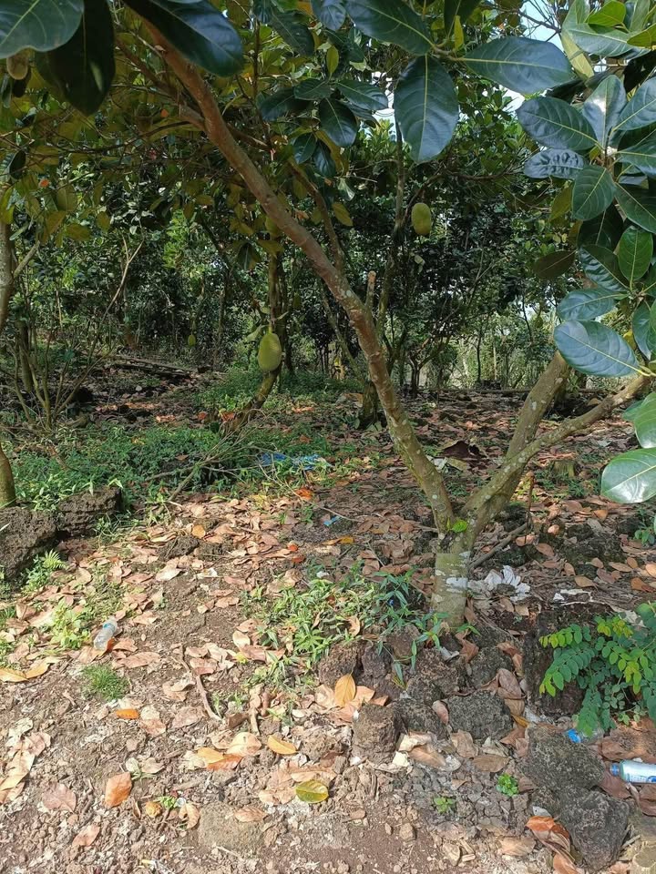 Đất Vườn Tà Lài Tân Phú 1 Mẫu Giá 3 Tỷ - Nghỉ Dưỡng Lý Tưởng!