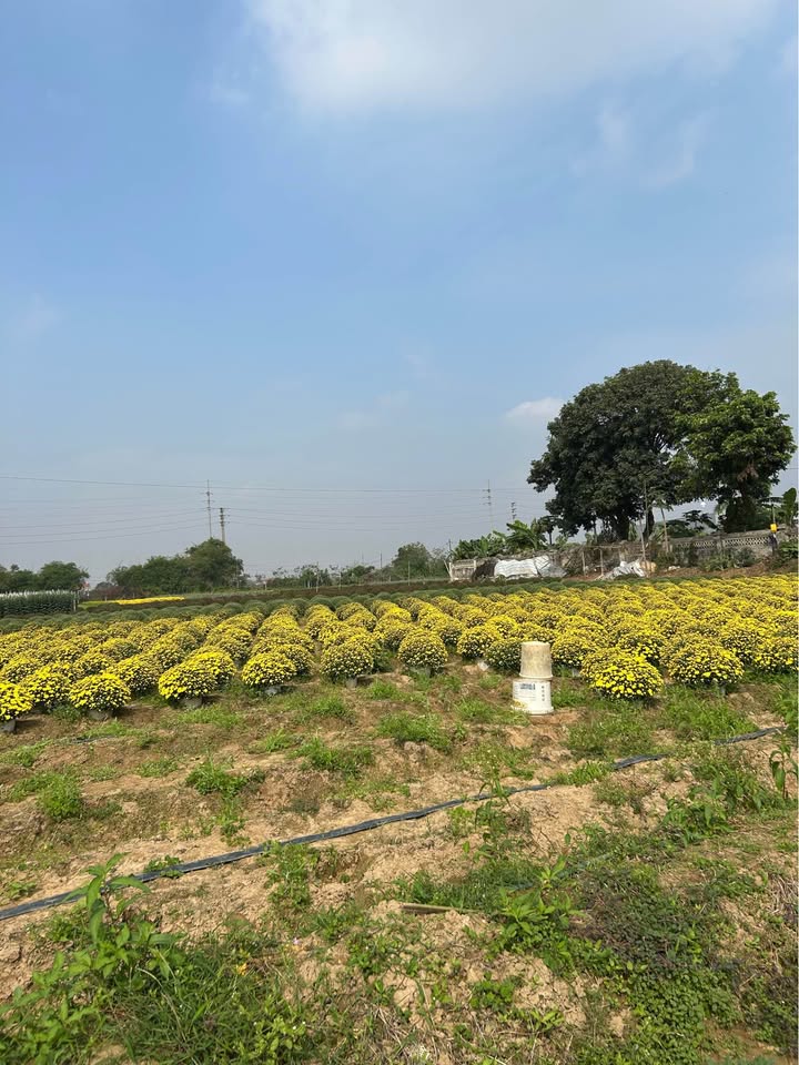 Đất nền Nam Bình, Hoa Lư 102m² giá 4.9 tỷ - Tiềm năng tăng giá vượt trội!