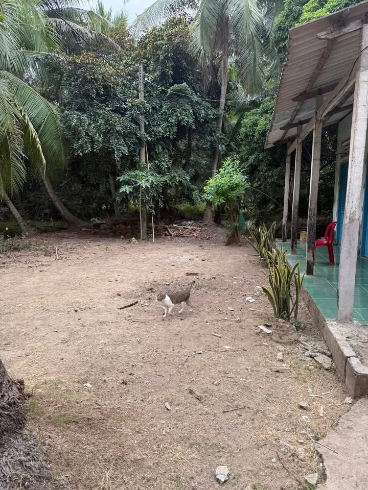 Đất vườn 4000m² Bình Tân, Vĩnh Long - Bán gấp, giá tốt hiếm có!