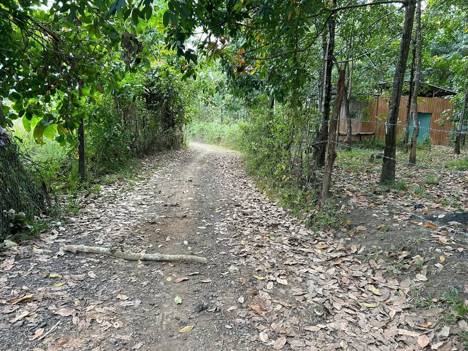 Đất vườn 3600m² Lộc Hưng, Lộc Ninh - Sổ đỏ chính chủ, tiềm năng tăng giá!