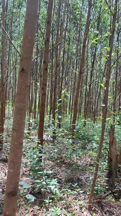 Đất Vườn Diên Xuân Diên Khánh 4ha Giá 4 Tỷ - View Thiên Nhiên