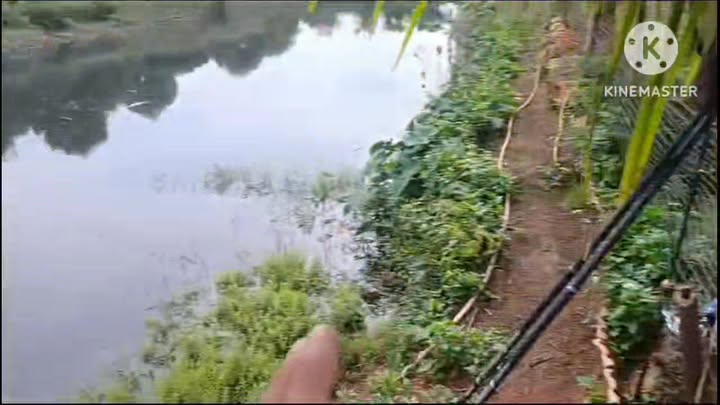 Bán Gấp 2ha Nhà Vườn Đắk Glong, Đắk Nông - Trọn Vẹn Kinh Doanh & An Cư