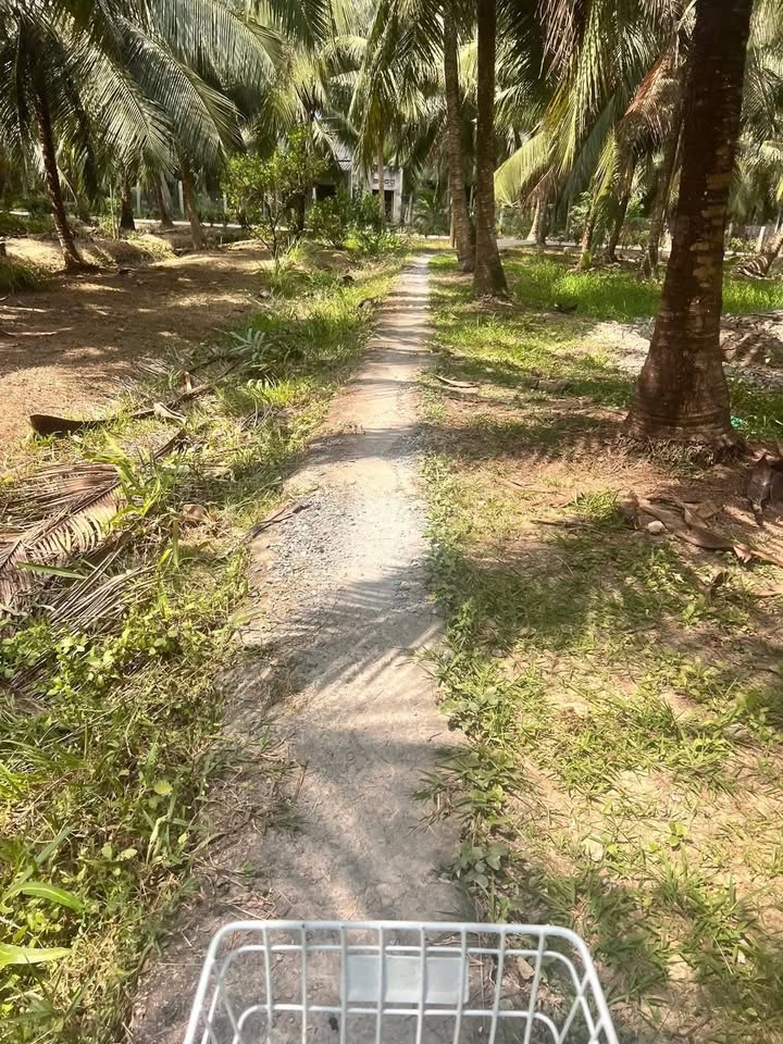 Đất Vườn Dừa Bến Tre 4000m² Kèm Nhà Cấp 4 - Giá Chỉ 1.1 Tỷ