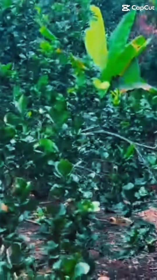 Đất nền Bình Lộc, Long Khánh 1100m² - Sổ đỏ chính chủ, bán gấp!