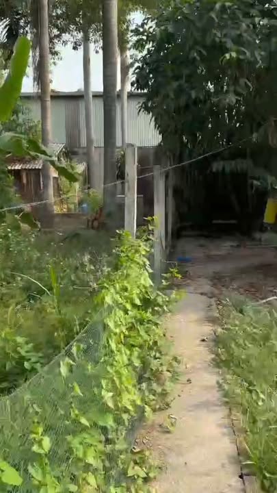 Cho Thuê Trang Trại 8000m² Mặt Tiền Tỉnh Lộ 8, Củ Chi - Giá Tốt