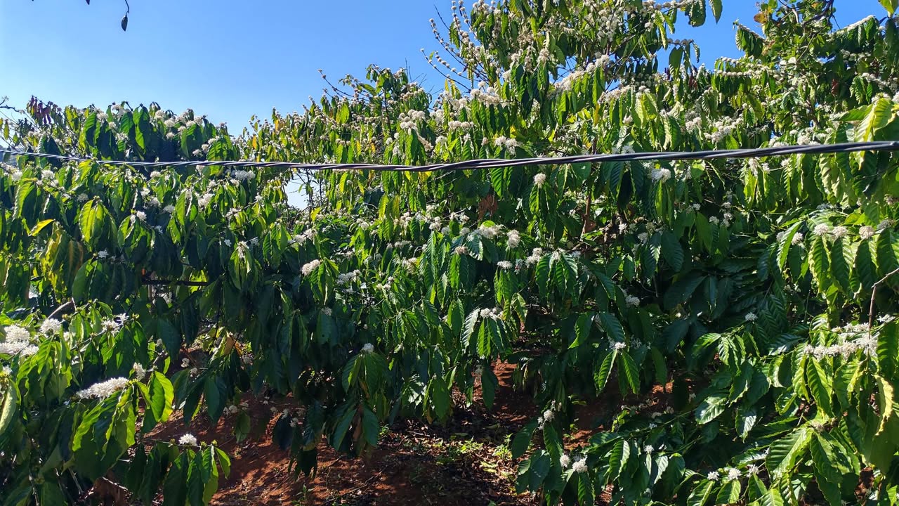 Đất vườn Đắk Song 2.7ha giá 3 tỷ - Sổ hồng chính chủ sẵn sàng!