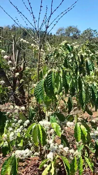 Đất Vườn Tuy Đức - 13000m² - Giá Thuê 75 Triệu/Năm - Sẵn Sàng Khai Thác