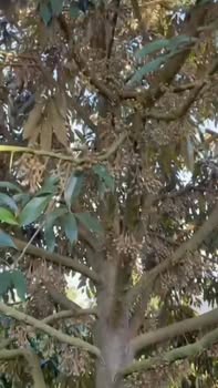 Đất Vườn Đắk Nông 5ha giá 12 tỷ - Sổ hồng sẵn, đầu tư sinh lời!