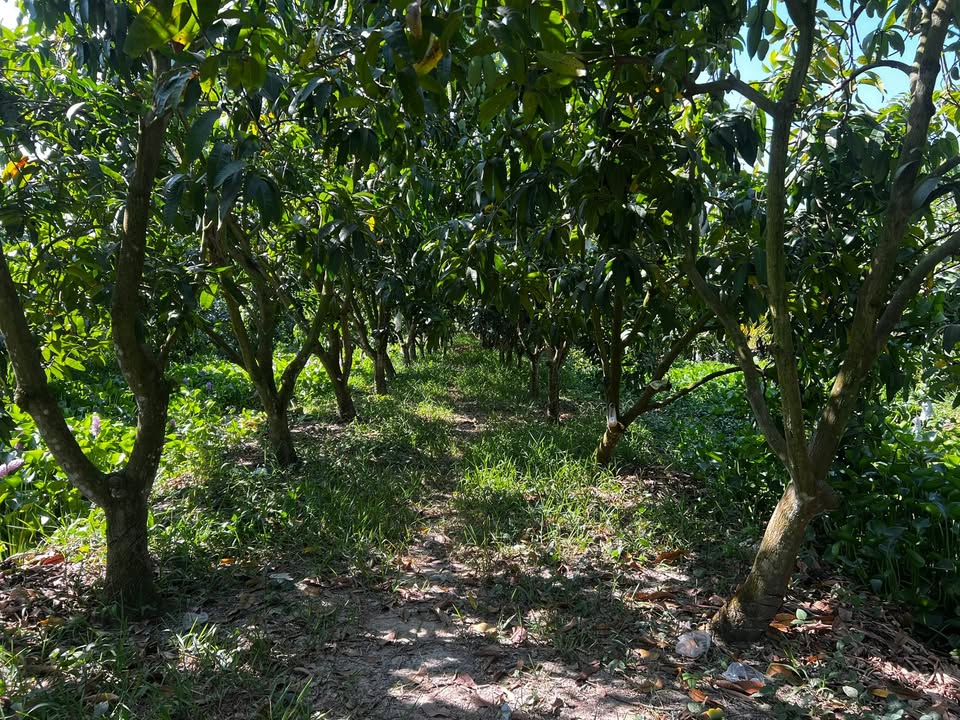 Đất Vườn 4700m² Châu Thành, Đồng Tháp - Sinh thái xanh, giá 1.034 tỷ