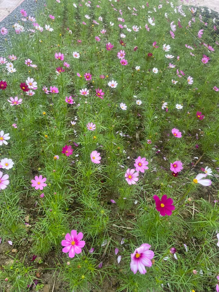 Bán đất Thôn Đại Long, Hồng Lĩnh - 173m² thổ cư, giá chỉ 5xx triệu