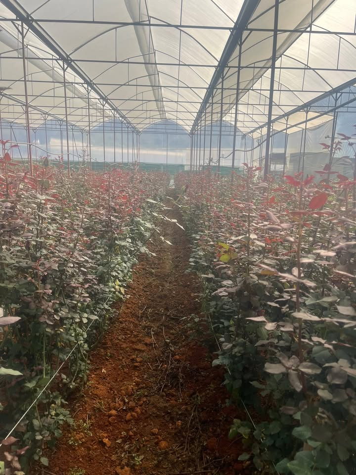 Farm hoa hồng Lạc Dương 50.000m² - Cơ hội đầu tư dài hạn!