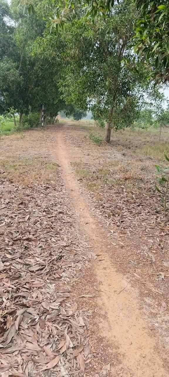 Đất nền Bến Sỏi, Hòa Thành 5000m² 3 tỷ - Đường to ô tô