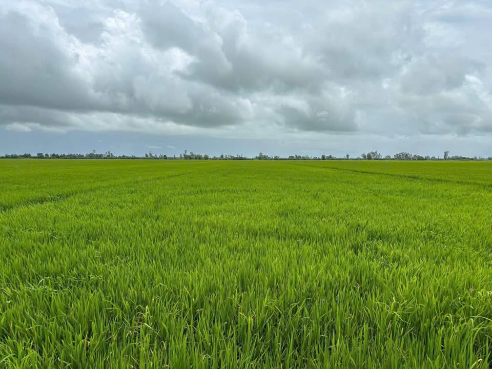 Đất Nền Lương An Trà, Tri Tôn 240.000m² - Sổ Hồng Chính Chủ!