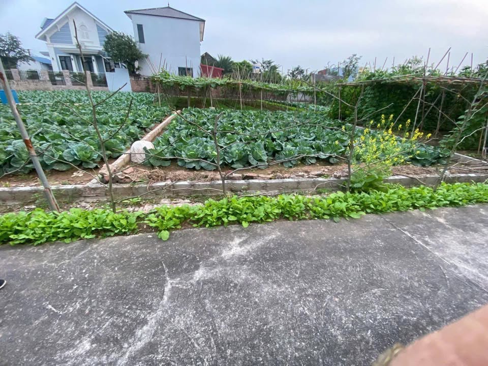 Đất 70m² Full Thổ Cư Đông Tảo, Hưng Yên - Chỉ 1.x Tỷ, Sổ Đỏ Sẵn Sàng