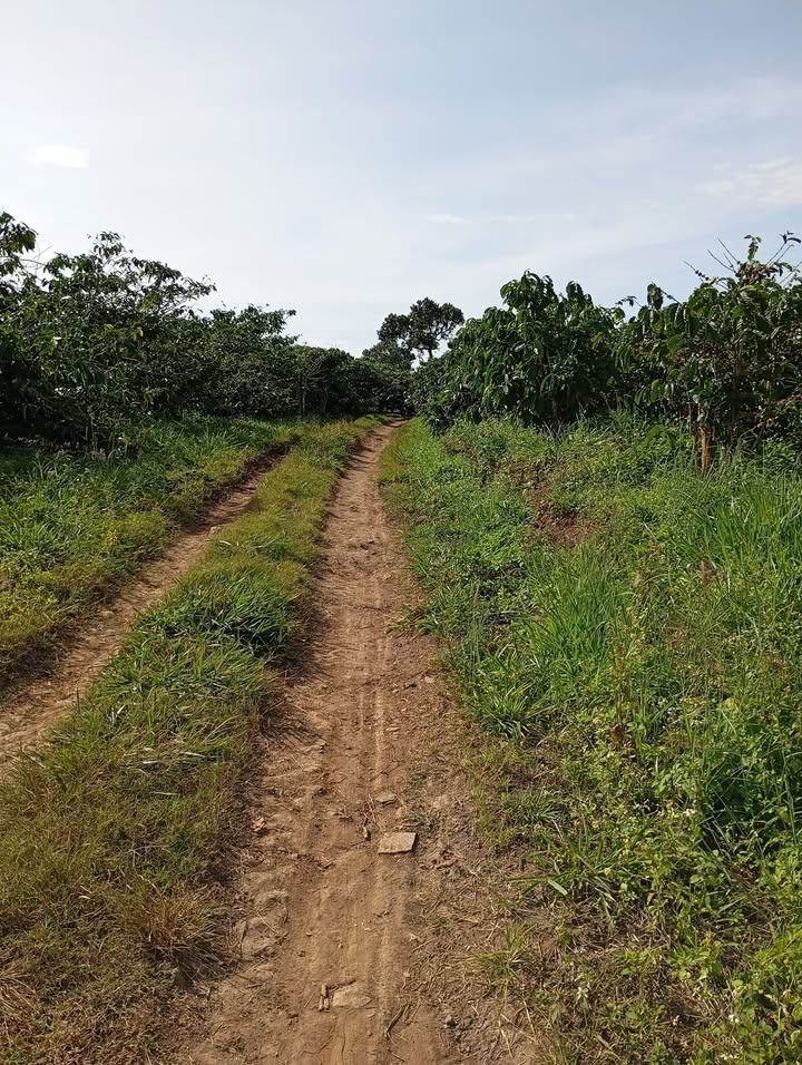 Đất vườn Tân Nghĩa, Di Linh 29200m² - Sổ đỏ chính chủ, tiềm năng tăng giá!