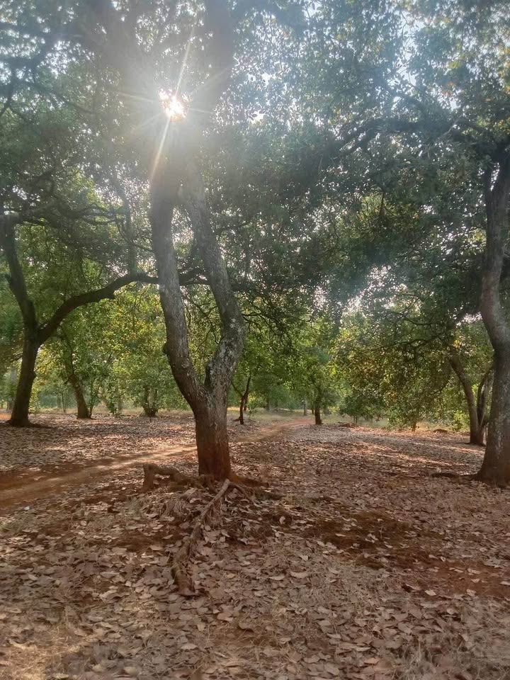 Đất Rẫy Đồng Tâm, Đồng Xoài 1.5ha - Sổ đỏ chính chủ, giá tốt!