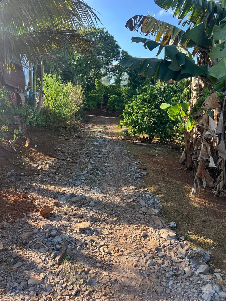 Đất Nền Ea Kiết, Đắk Lắk - 15.000m² Sổ Đỏ, Giá 2 Tỷ - Đầu Tư Sinh Lời