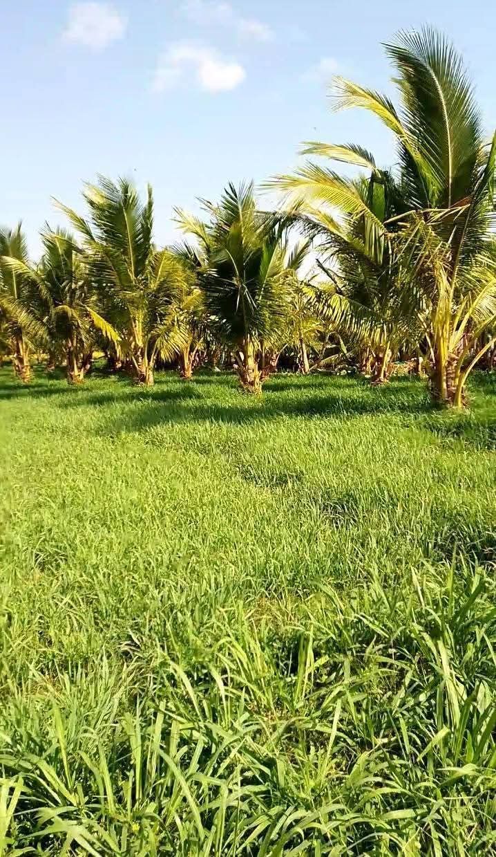 Bán Đất Vườn 4000m² Sóc Trăng - Sổ Đỏ, Xe Hơi Tới Đất