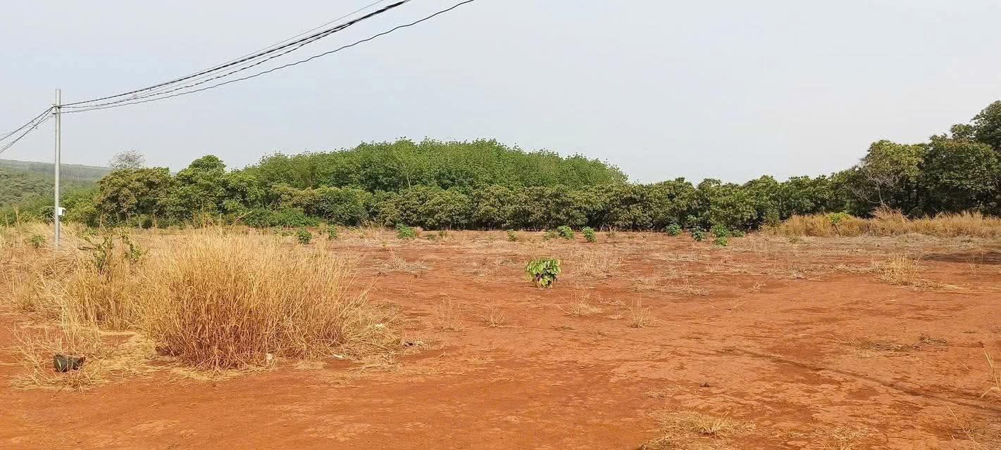 Đất nền Phú Riềng Bình Phước 5900m² - Tiềm năng tăng giá vượt trội!