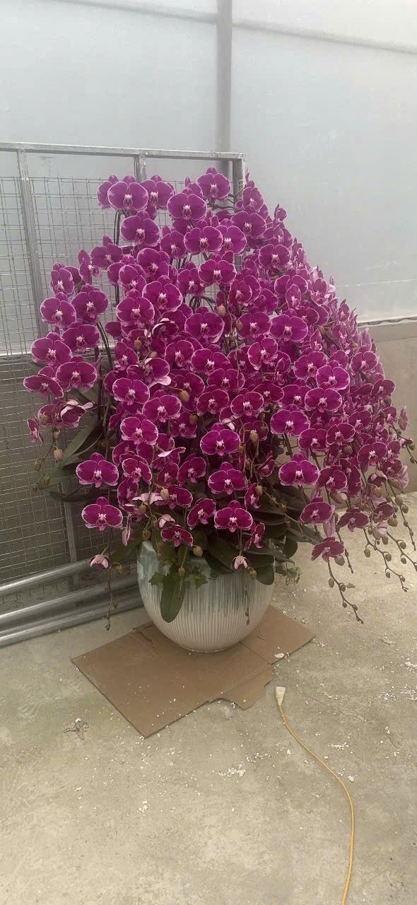 Đất Nền Châu Thành A, Hậu Giang - 220m² Đường Thông Thoáng, Giá 900 Triệu