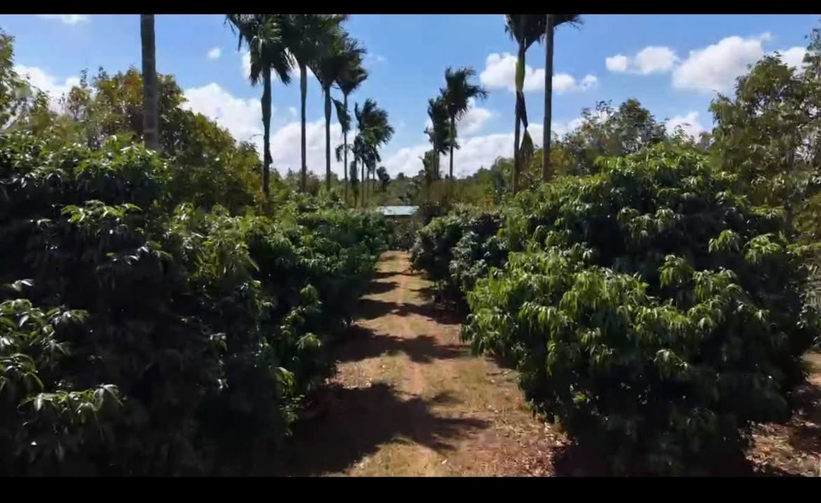 Bán Gấp Farm Vip EaYong, Phú Yên - 1.2ha, Vườn Sầu Riêng Trĩu Quả