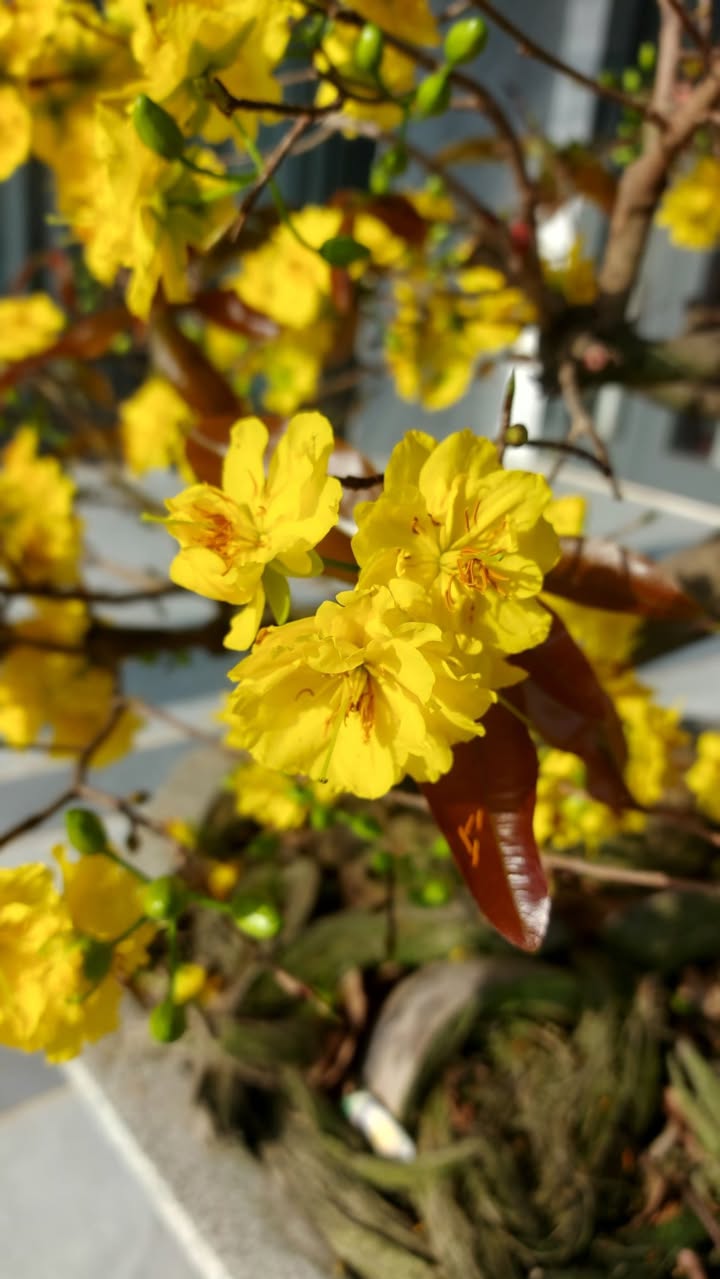 Đất 2 mặt tiền Lê Văn Việt 175m² giá 15 tỷ - Tiềm năng sinh lời cao