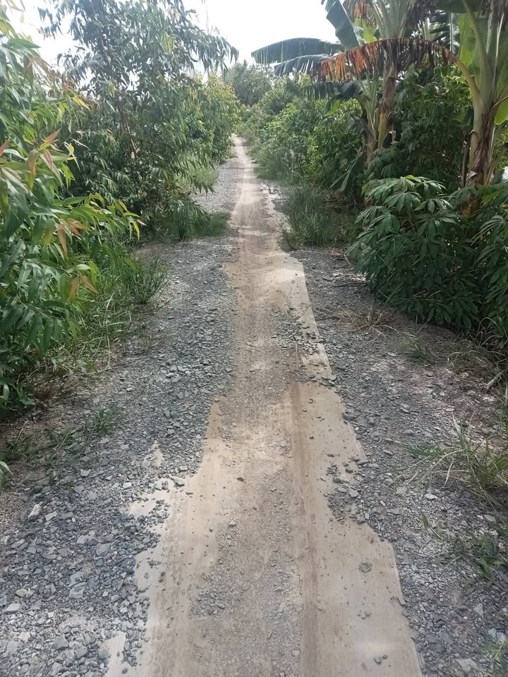 Bán Đất Vườn Mỹ Trà Cao Lãnh 4500m² Giá 1.2 Tỷ - Nghỉ Dưỡng Lý Tưởng!