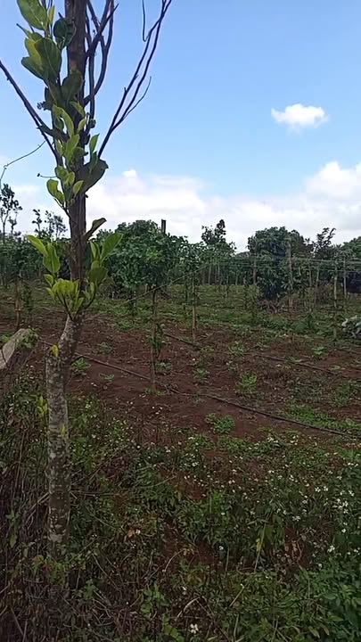 Đất Vườn Đắk Lắk - 4.4 Sào Mặt Tiền Rộng Hơn 210m Tại Cư Huê, Ea Kar