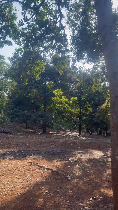 Đất nền Tân Phước, Đồng Phú, Bình Phước 4ha giá 10 tỷ - Sổ đỏ chính chủ!