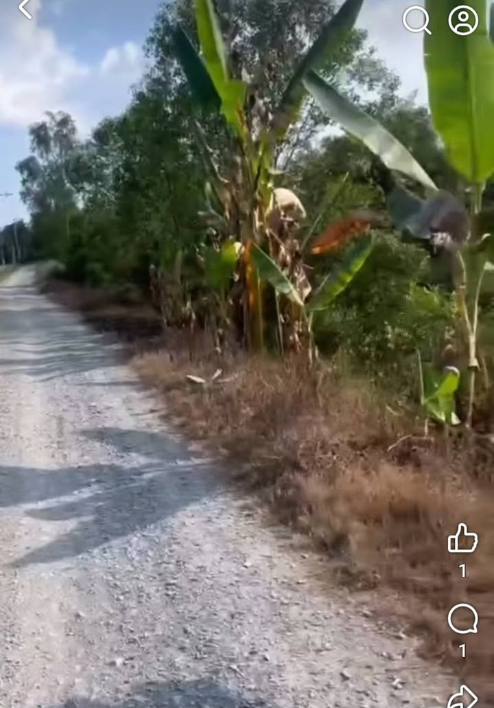 Đất vườn Hậu Mỹ Trinh 5000m² - Sổ đỏ chính chủ, sinh thái xanh!