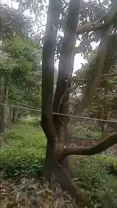 Bán Đất Vườn 1000m² Mỹ Lợi A, Cái Bè - 1 Tỷ, Sẵn Sàng Đầu Tư