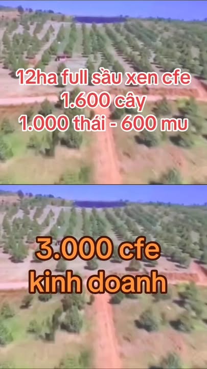 Đất vườn Ea Sin, Krông Búk 12ha - Đầu tư dài hạn, sinh lời bền vững!