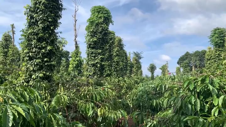 Đất vườn 1800m² Xã Hoà Khánh, Buôn Ma Thuột - View thiên nhiên, đầu tư dài hạn!